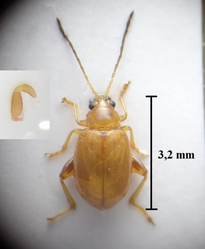 Longitarsus flavicornis